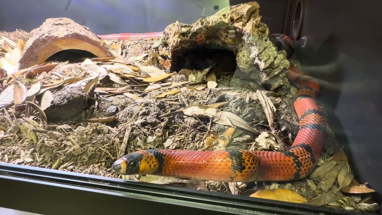 My big Honduran milk snake begs for food.