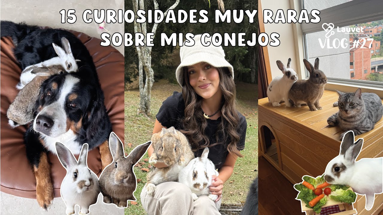 15 Cosas Que Te Sorprenderán De Mis Conejos - Lauvet
