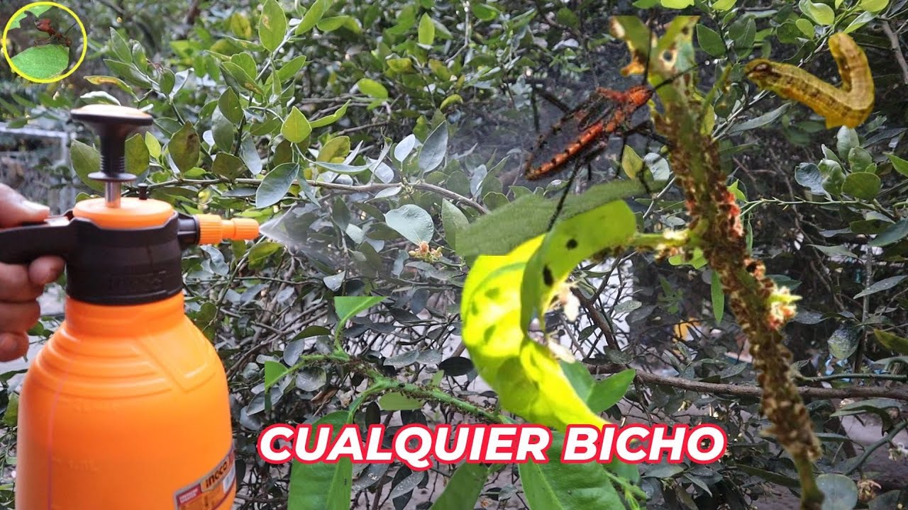 ASESINA TODO EN 15 SEGUNDOS, Pulgones, Cochinilla, Orugas, Ácaros, Mosca blanca, (insecticida casero