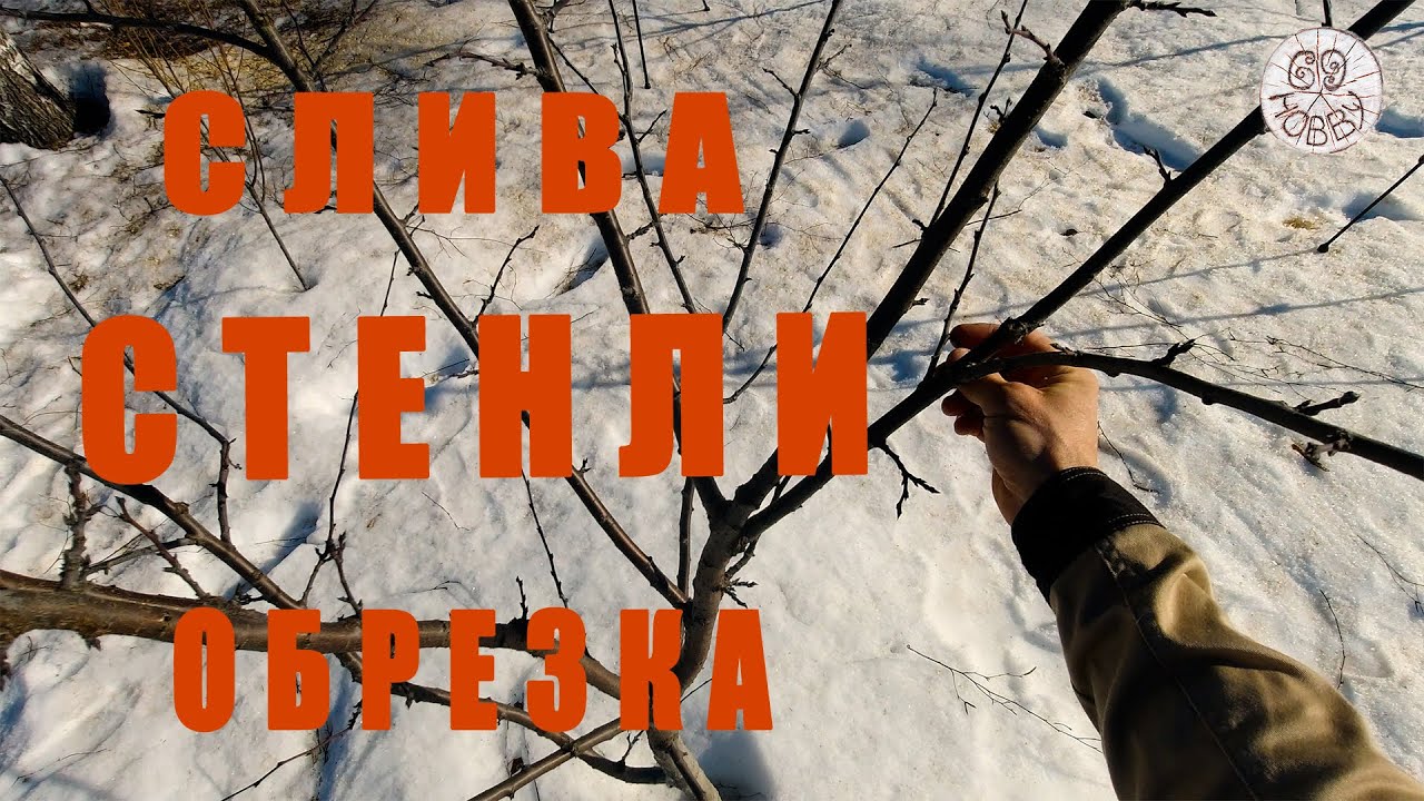 Весенняя обрезка сливы! Трёхлетка сорта 