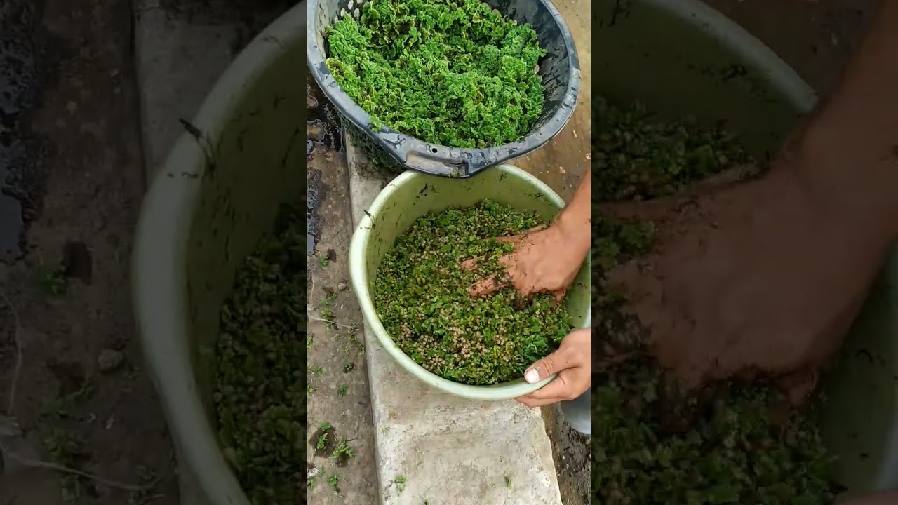 meracik pakan ikan lele dgn azolla campur pelet 1:1 #shortvideo#shorts#fypシ #shortsyoutube#subscribe