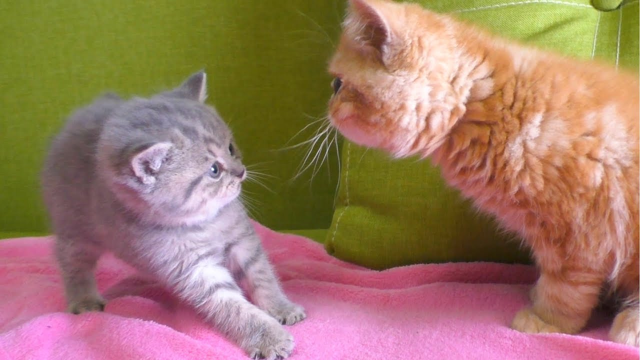 Первая встреча Котенка Стрит и нашей кошки Джуди.