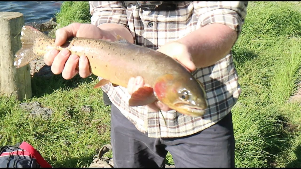 I caught this fish WITH MY HANDS... --- Wyoming Pt. 2