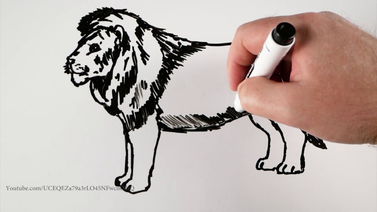 How To Draw A Lion Easy 🦁 Drawing Animals on a Whiteboard