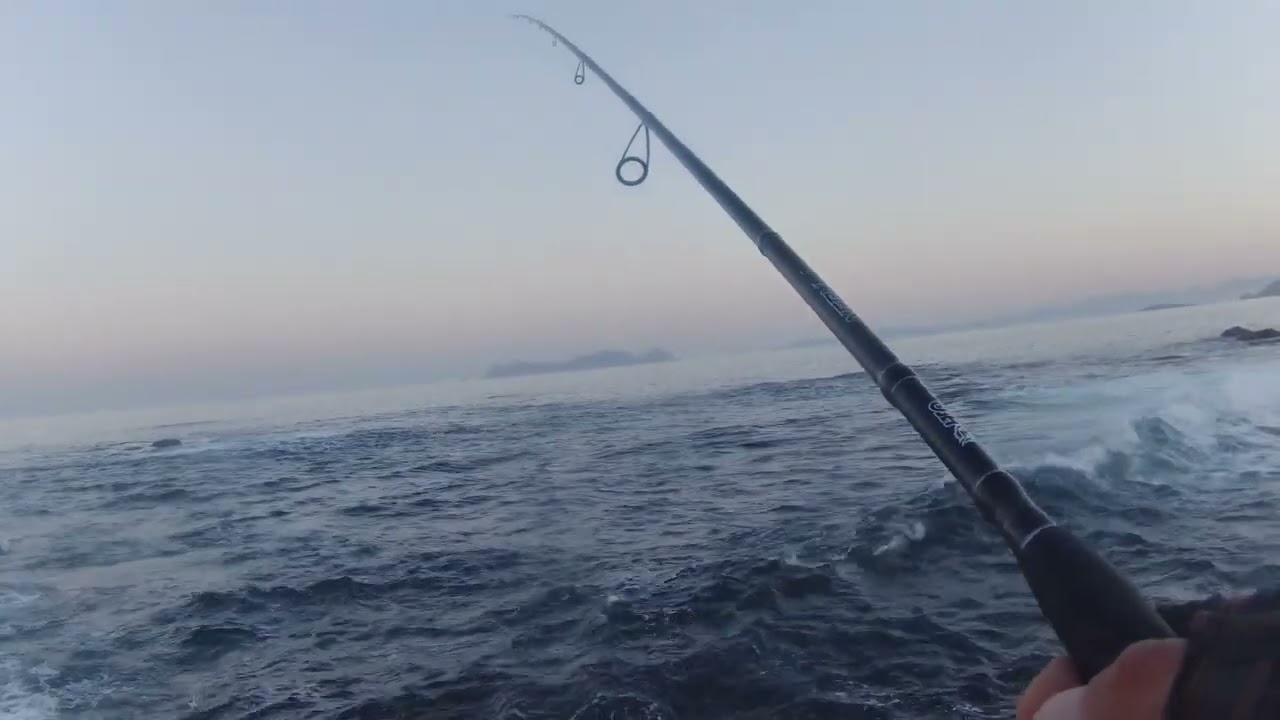 Pesca, probamos el señuelo yokozuna asesino...ponemos el equipo a prueba con una picada de róbalo XL
