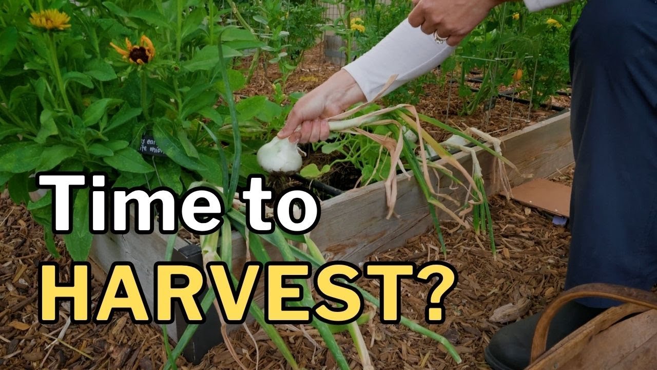 ONION HARVESTING & CURING: When, Where & How (I’itoi + Bulbing)