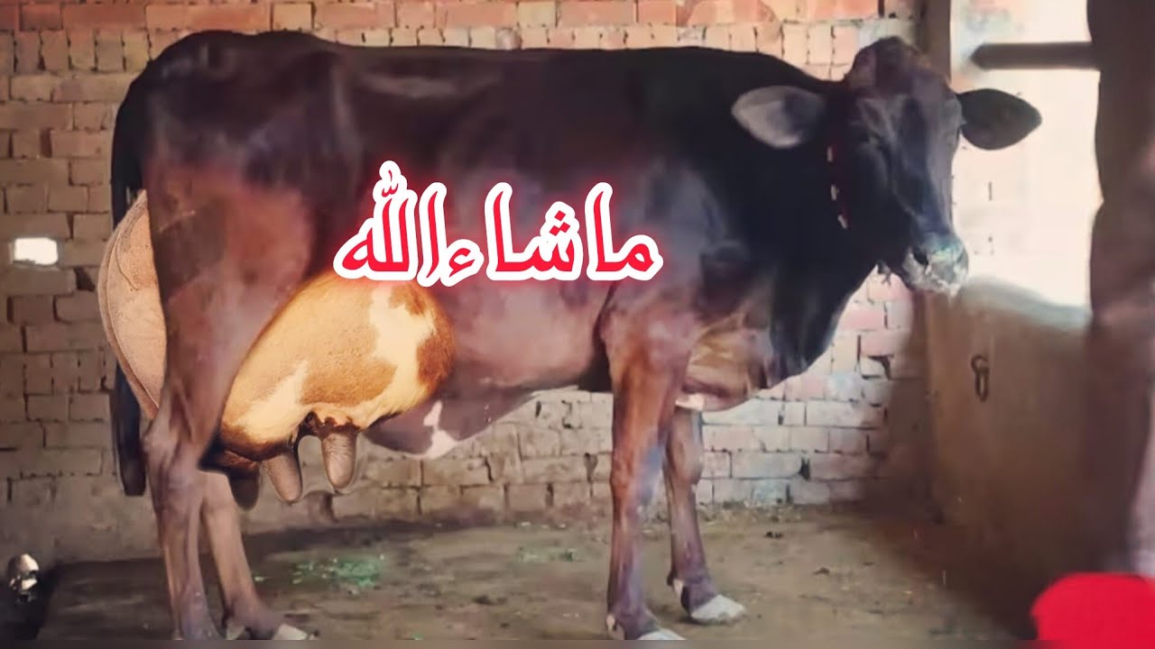 Cholistani jarsi cow for sale in Punjab Pakistan on YouTube 27/2/2026