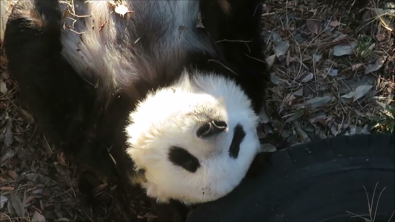 今日はここでも、ここでも
