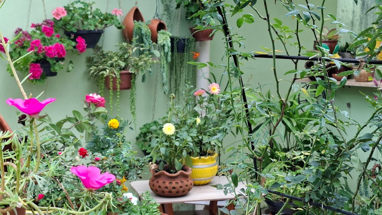 Jardim de flores ganhou um cantinho novo ficou deslumbrante depois da chuva e perfeito pra sonhar 