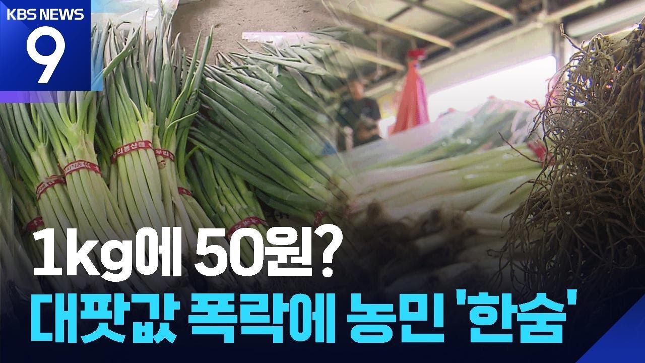대파 280kg이 13,350원&hellip;&ldquo;울며 겨자먹기로 출하&rdquo; [9시 뉴스] / KBS  2025.07.05.