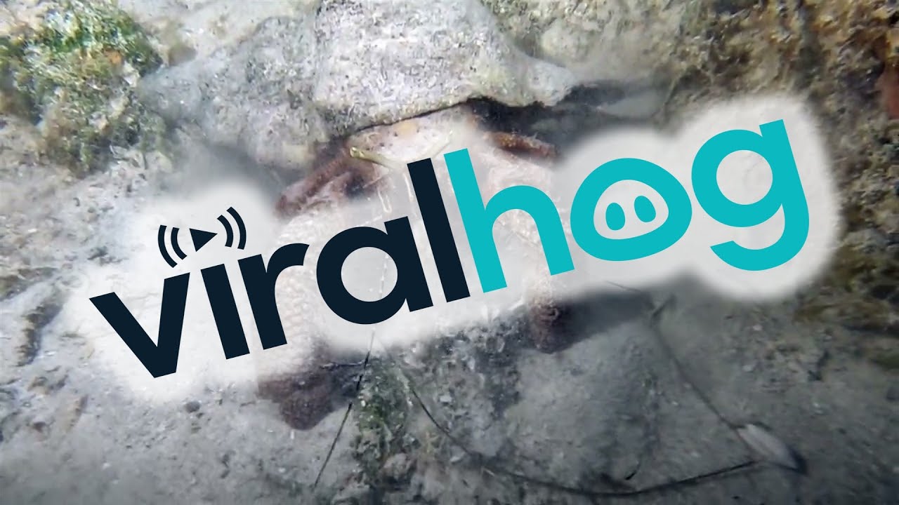 Underwater Excavation || ViralHog