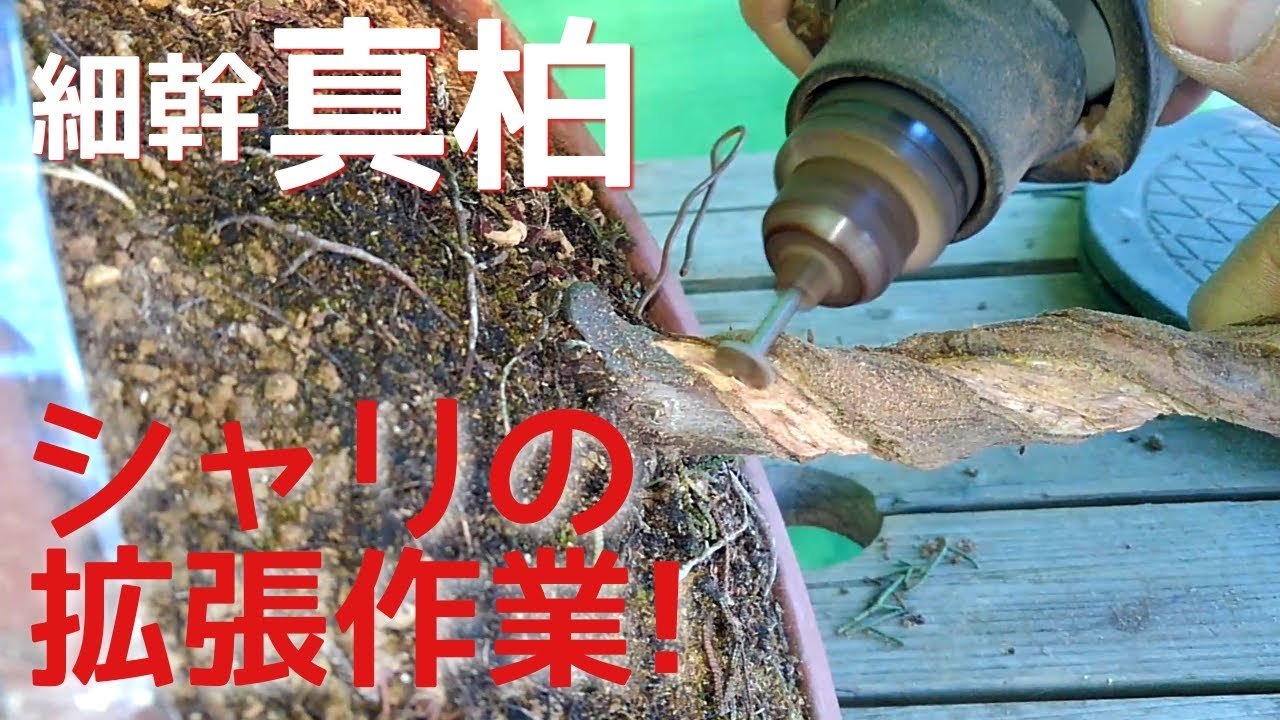 細幹真柏　シャリの拡張作業！