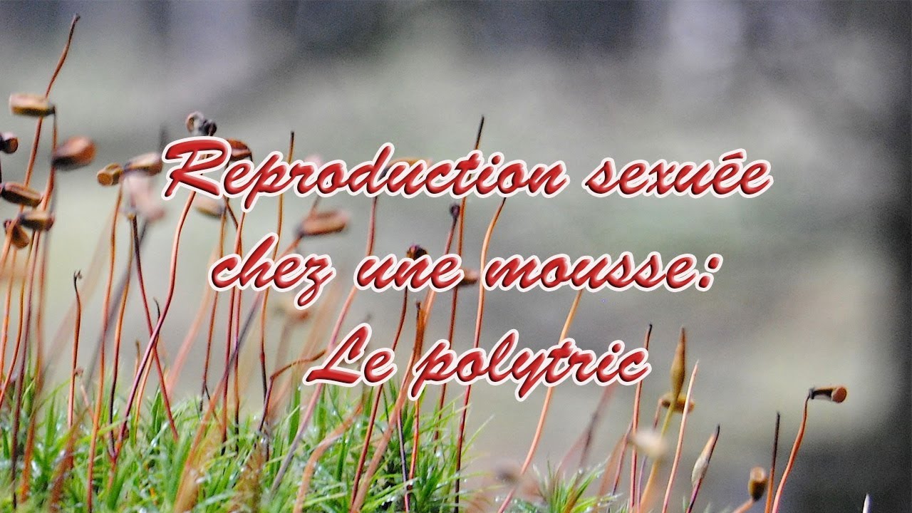 Reproduction sexuée chez une mousse