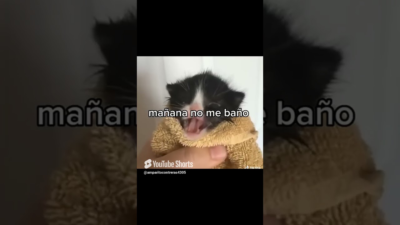 Apoyen me porfas 🐱