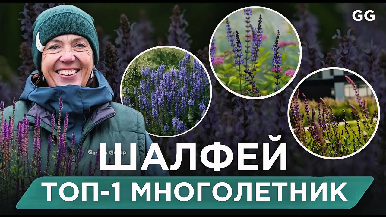 Шалфей В Саду: ТОП-1 Многолетник! 15 Сортов Для Сада Без Ухода