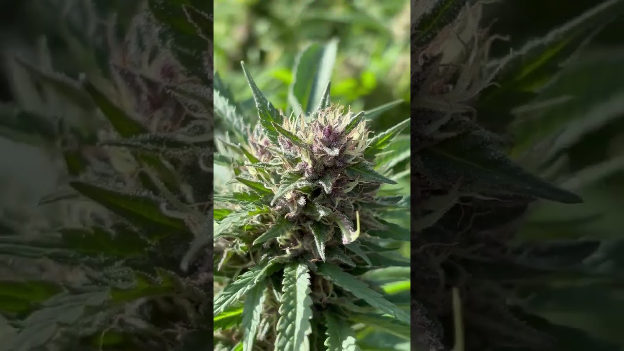 subscriber  cannabis at the end of season 2025, strawberry lemonade NYS PRIVATE LEGAL GROW
