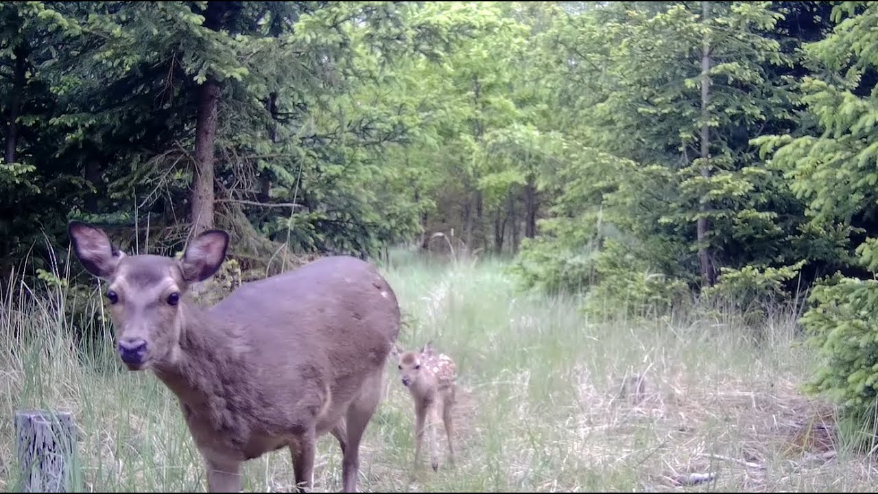 FOTOPAST MORAVA 13,  5 - 2025 #nature #myslivost#JAGD#woods#POLOWANIE#HUNTING#příroda#CHASSE