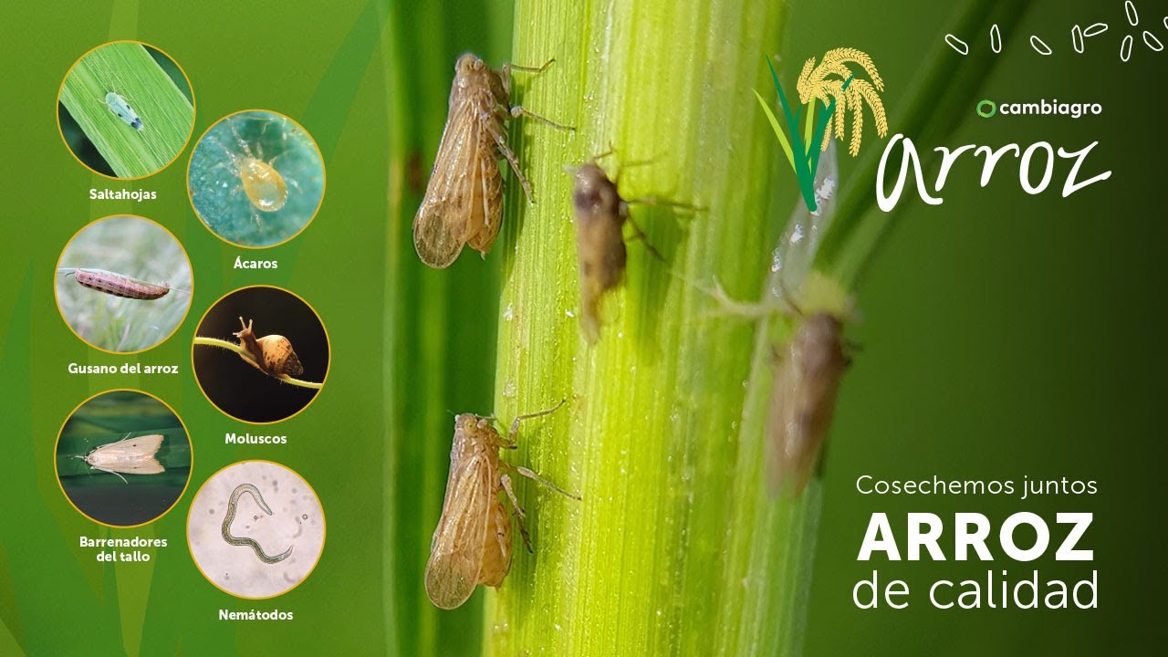 #Plagas 𝐦𝐚́𝐬 𝐜𝐨𝐦𝐮𝐧𝐞𝐬 en cultivo de arroz