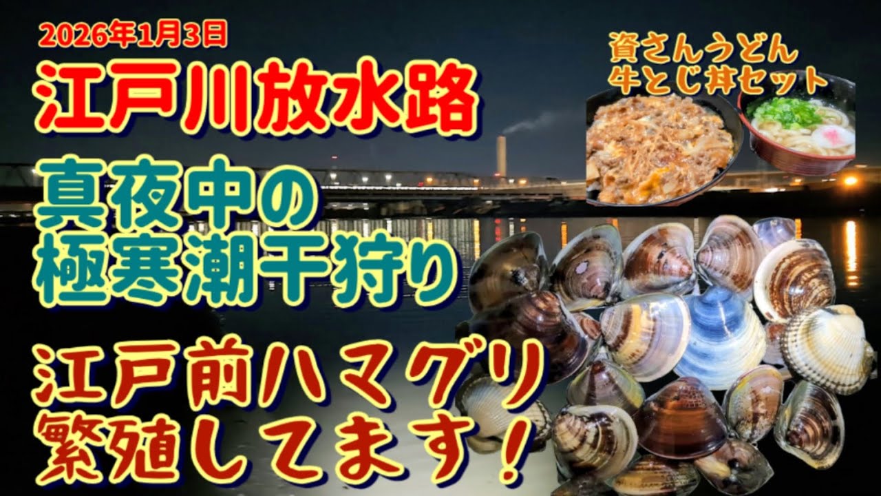 真夜中の潮干狩り 江戸川放水路 なんとハマグリ繁殖してますっ！！2026年1月3日