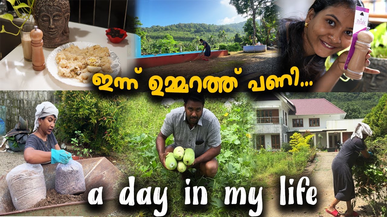 A DAY WITH MY GARDEN DUTIES ചെയ്തെടുക്കുന്നതിൽ അല്ല നിലനിർത്തുന്നതിൽ ആണ് കഴിവ്/Garden cleaning