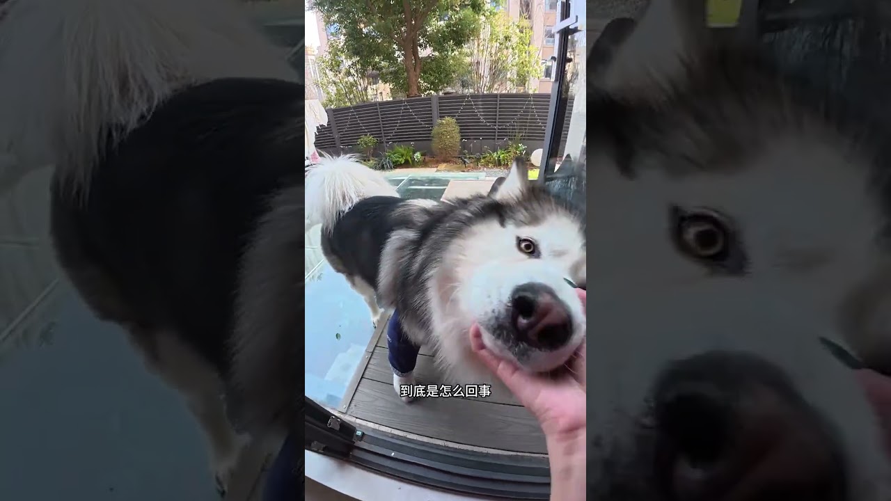 Life vlog#视频博客#vlog Daily Life#vlog 1 Billion Traffic Support Plan#Pet owner#Hai s C9