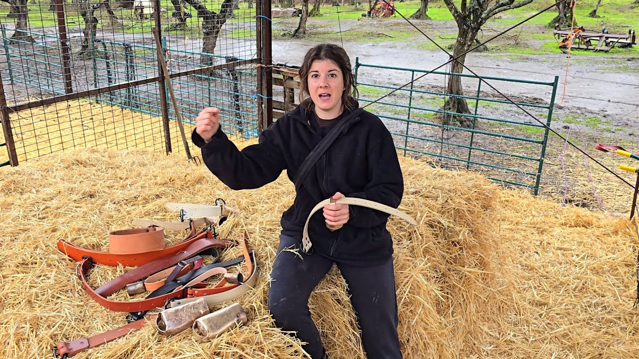 Empezamos el año con medidas de seguridad por los ataques al ganao