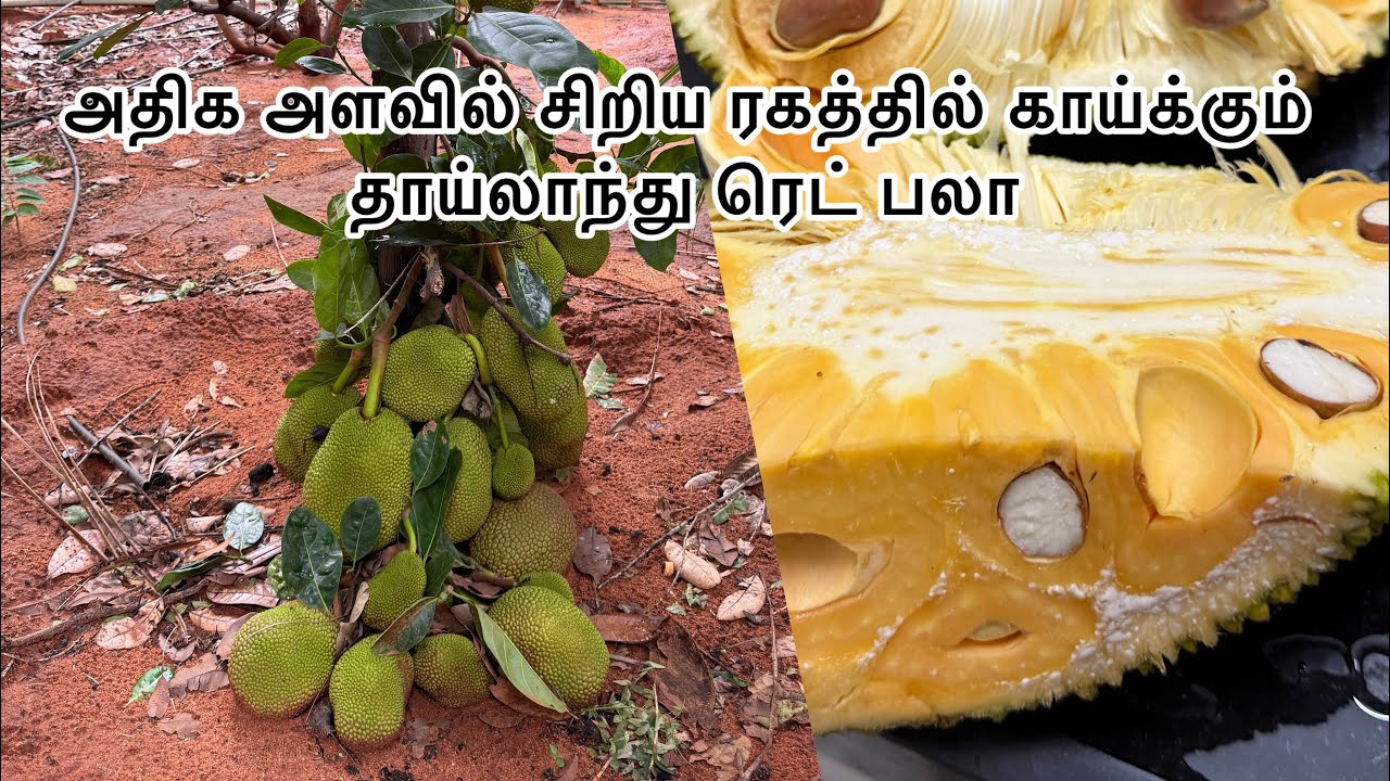 குறுகிய காலத்தில் அதிக வருமானம் கிடைக்கும் தாய்லாந்து ரெட் பலா மரம்.ph.9043299809