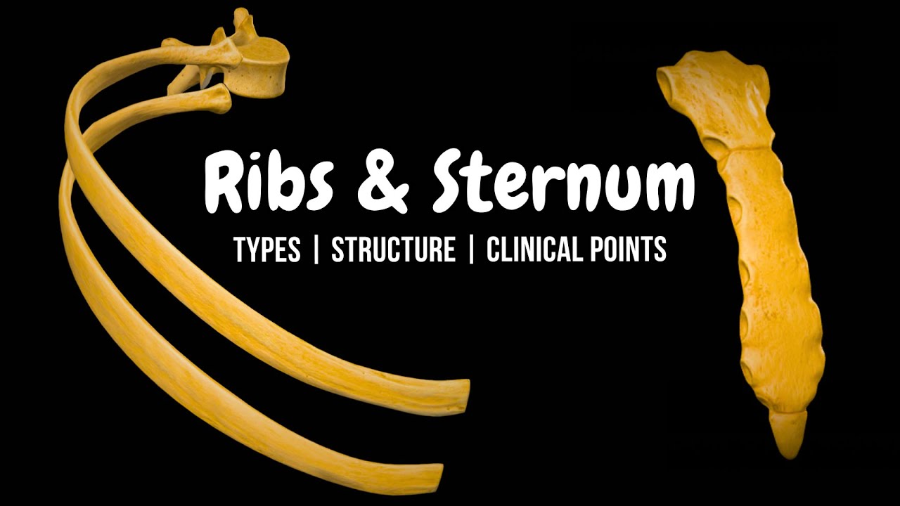 Ribs & Sternum (Thoracic Cage): Classification, Landmarks & Clinical Anatomy