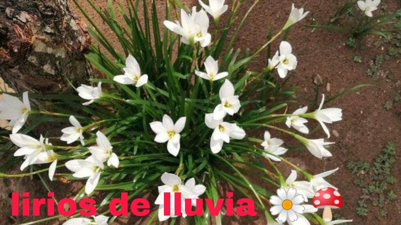 Lirios de lluvia 🌺🌺 azucena de rio 🌺 brujita como cuidarla y reproducirla