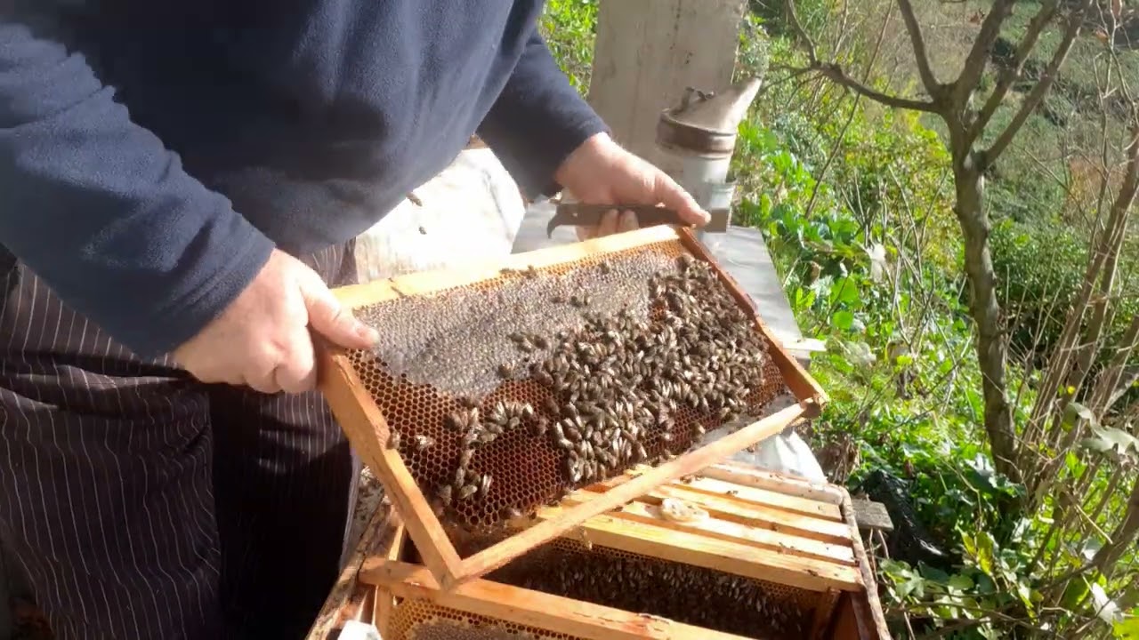 Pudra şekeri ile warova mücadelesi. 