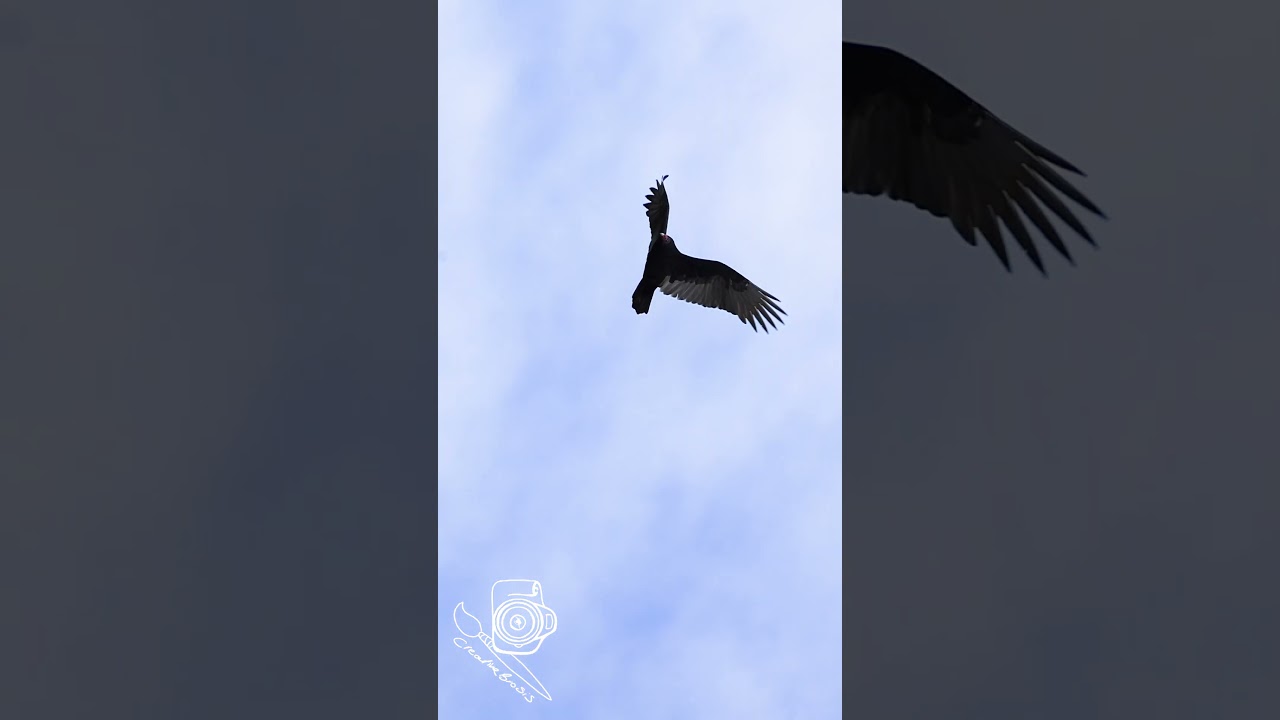 Turkey Vulture Soaring high