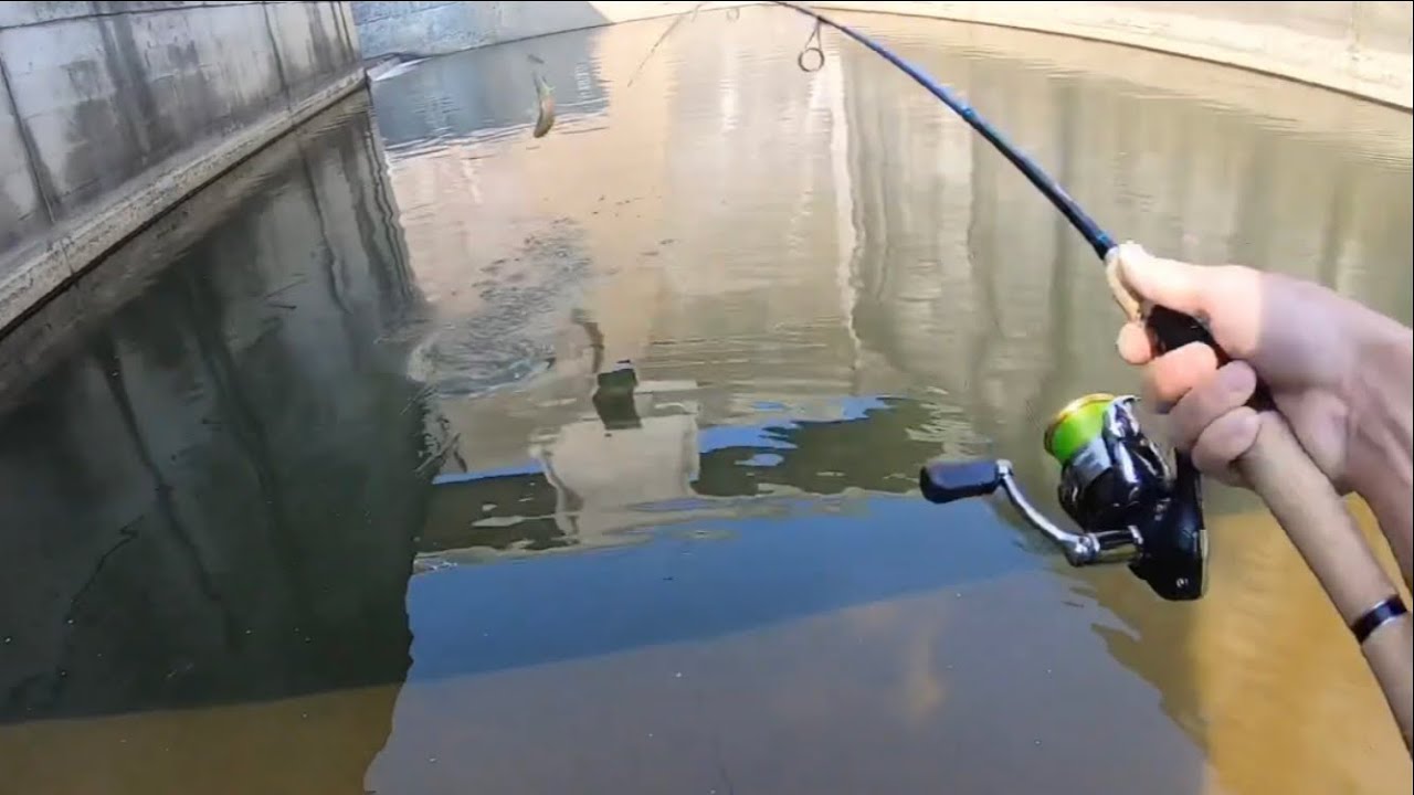 こだわりの仕掛けでニジマス釣りRainbow trout fishing with a device of adherence