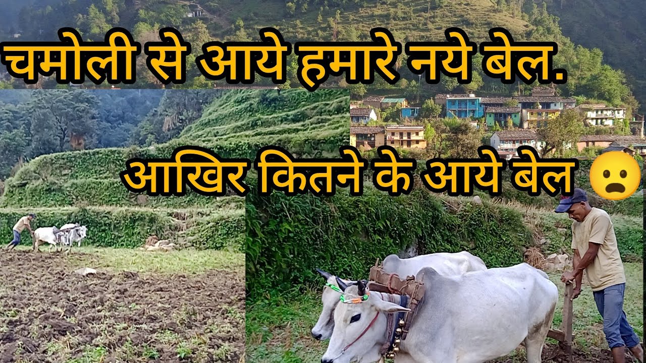 भाई लेके आये बेलो कि जोडी चमोली से.☺️🤌😦