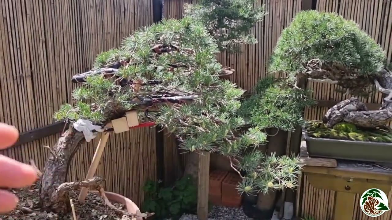 La mia demo ad Arco su un Pino Silvestre. Quanto é strassante per un bonsai?