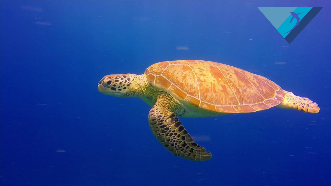 Devocean Divers Malapascua online clip