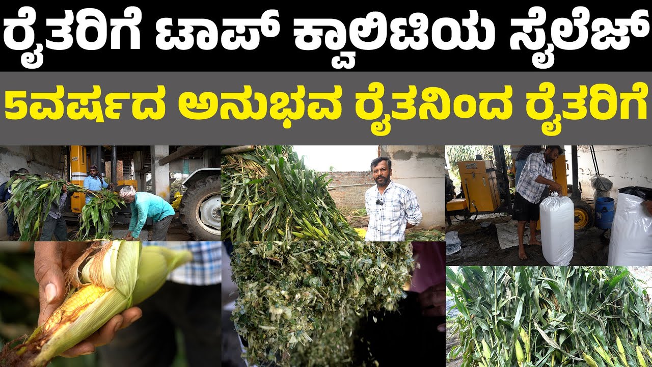 silage making in kannada ಈ ಸೈಲೆಜ್ ನಿಂದ ನಮ್ಮ ಶೆಡ್ ನಲ್ಲಿ ದಿನಕ್ಕೆ 200 ಲೀಟರ್ ಹಾಲು