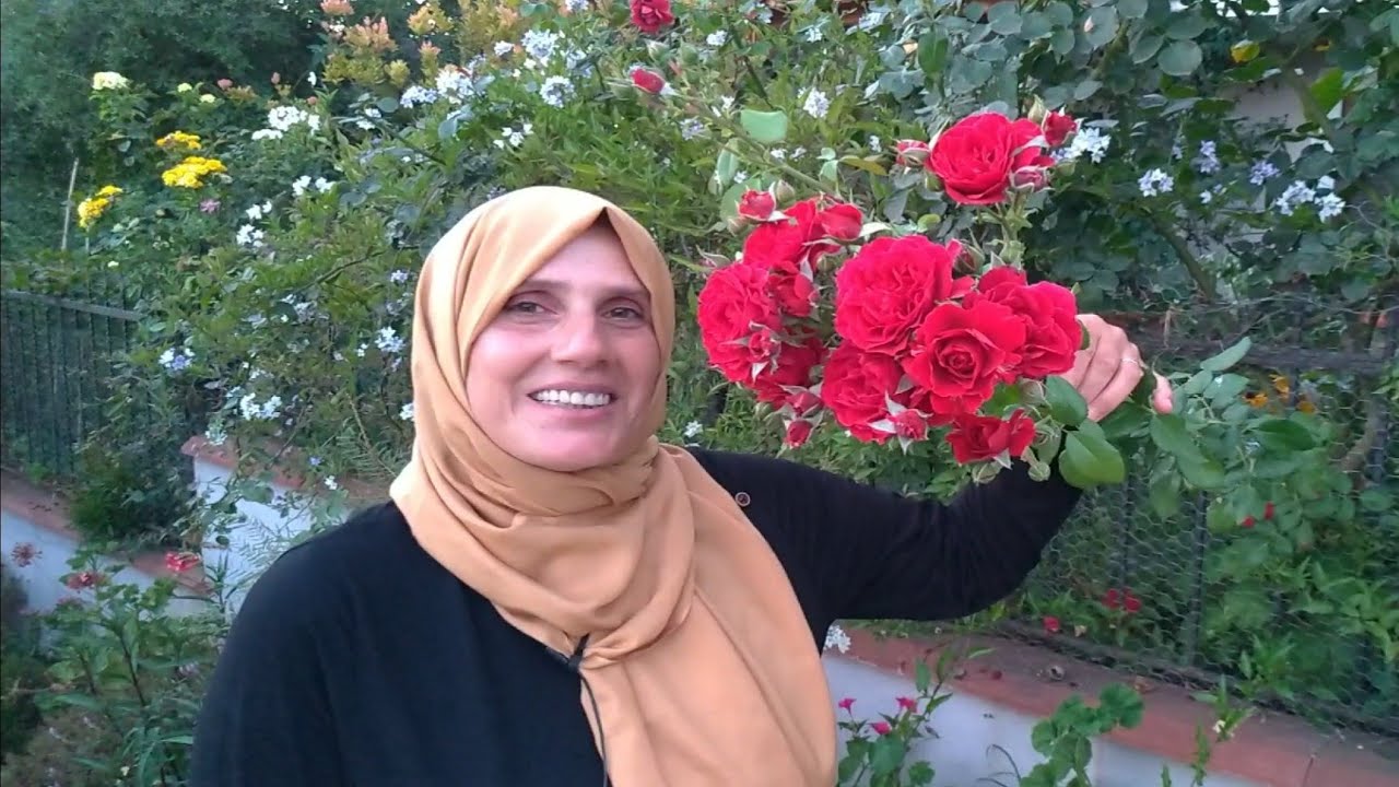 Akşam Sefaları (Mirabilis Jalapa, Marvel of Peru)