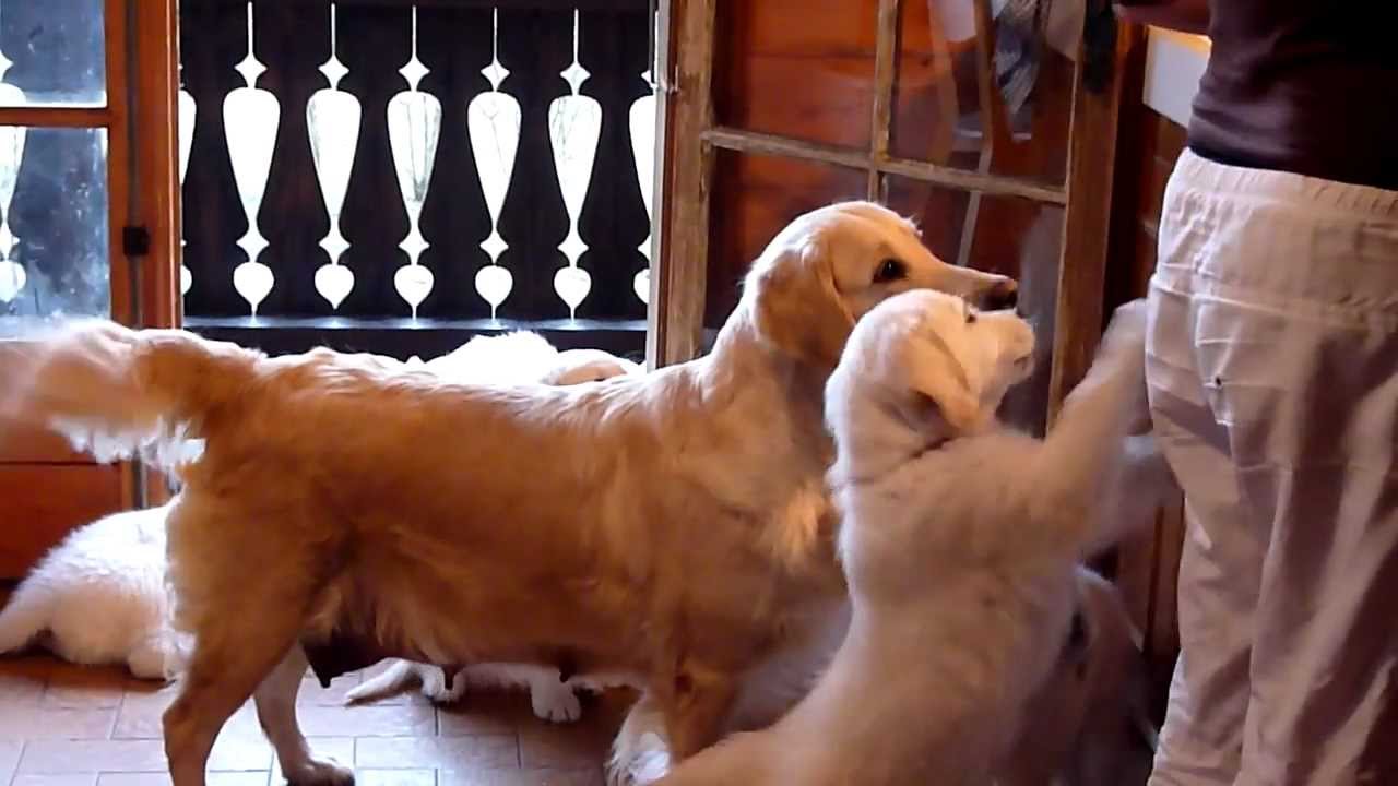 Golden Retriever Puppies looking forward to their meal