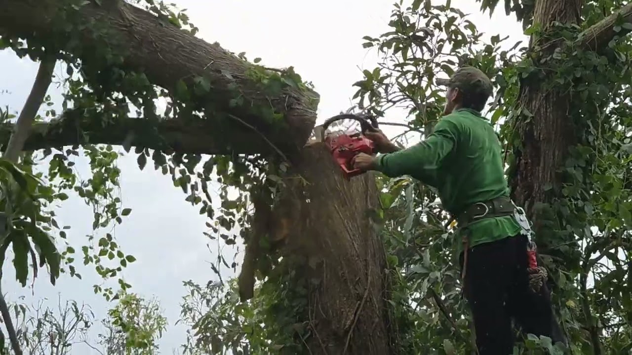 Cưa cây tràm bông vàng .Cưa cây dừa lão . Cưa cây kỷ thuật cao 