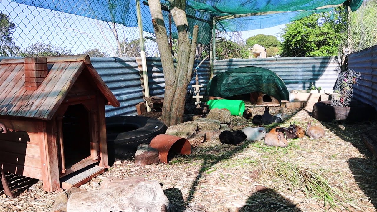 OUTDOOR RABBIT ENCLOSURE TOUR!