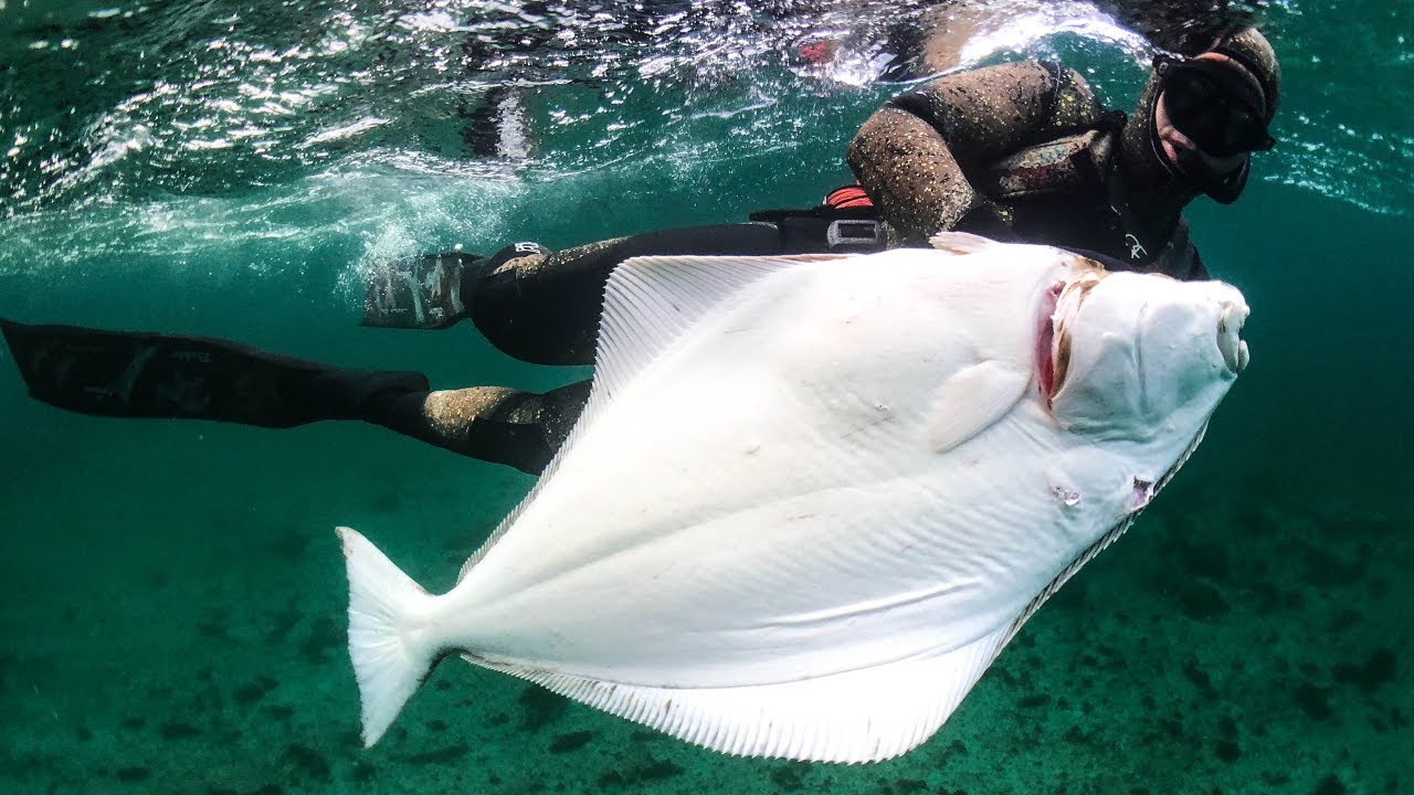 Catch and Cook Tandoori Halibut caught Spearfishing in Norway.