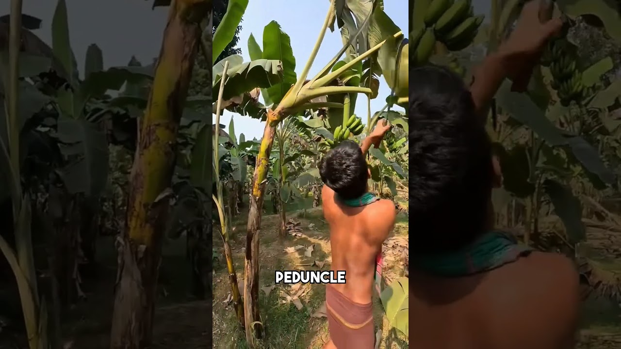 The Banana Harvesting Process