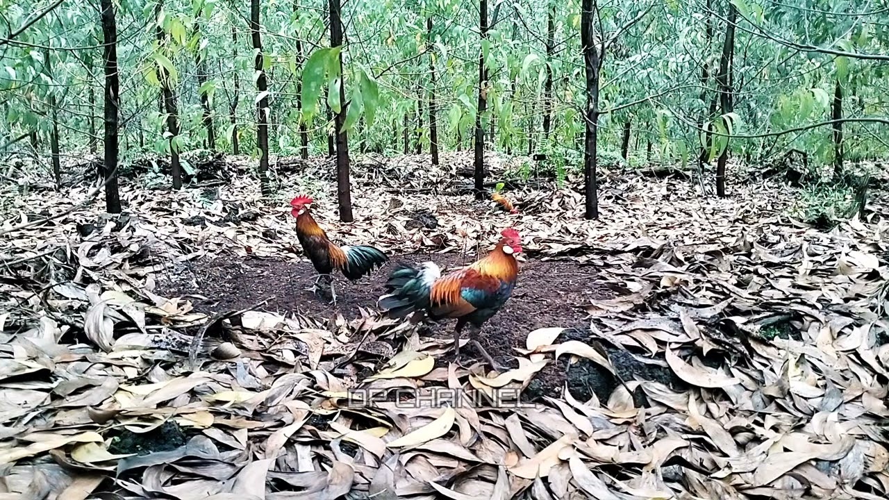PIKAT MUDA TURUN PERDANA | MIKAT AYAM HUTAN PAKAI 2 PIKAT