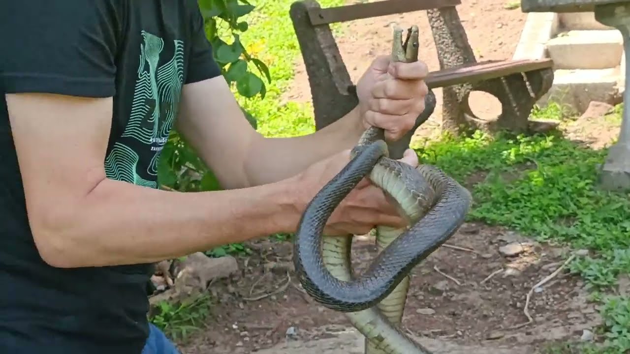 Resident Black Mamba had to be evicted
