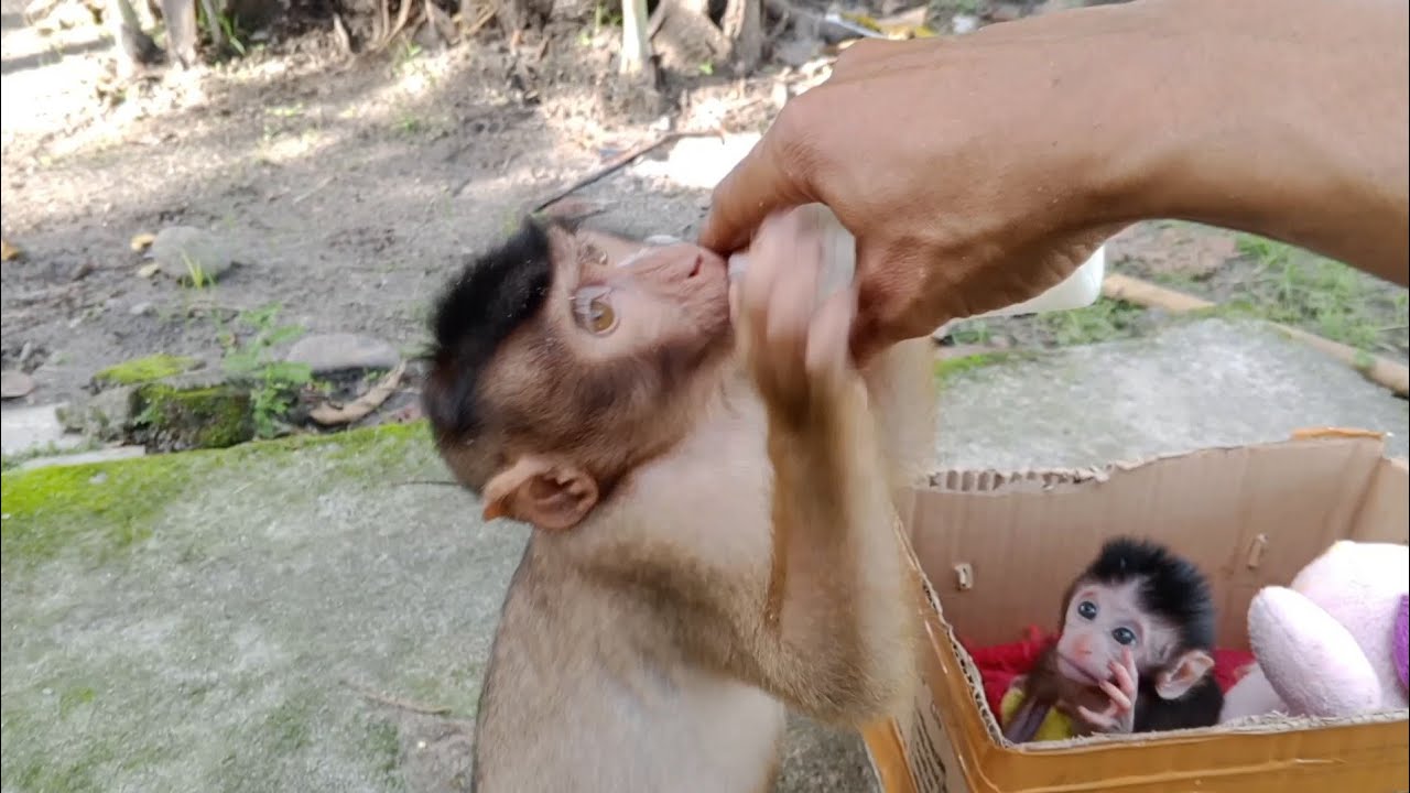 Monkey drama 😂🐒 pretending to love to get his little sister's milk bottle 🙈😭