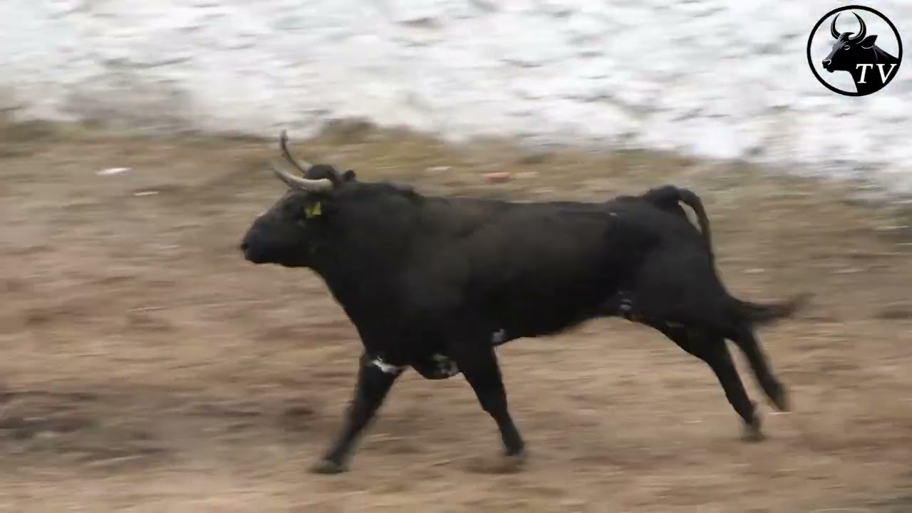 &iexcl;&iexcl;TOROS BRAVOS BUSCA CABALLOS EN SAN ISIDRO MUNICIPIO DE COENEO MICHOACAN !! 07 DE DICIEMBRE 2025