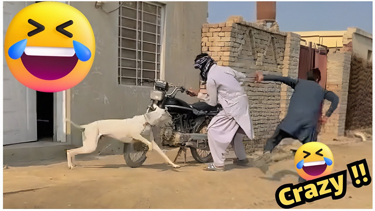 أطرف مقاطع الشهر #02 - حاول ألا تضحك 😂 Try Not To Laugh Funny Moments 2026