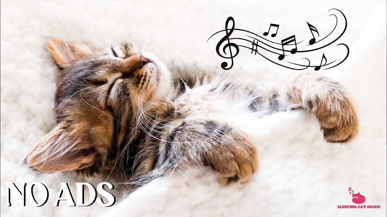 Peaceful Cat Music to Reduce Stress and Anxiety – Calming Music for Cats 🎵
