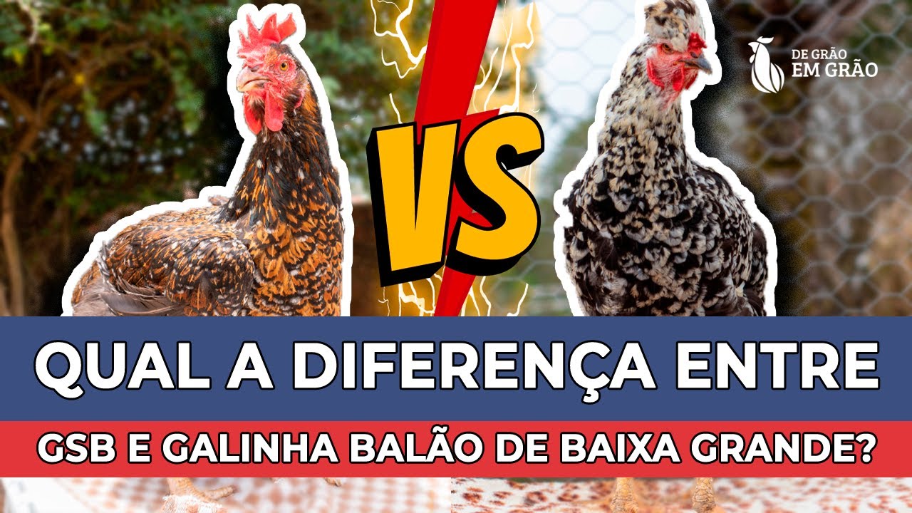 Qual diferença da GSB e da Galinha Balão de Baixa Grande? | E40