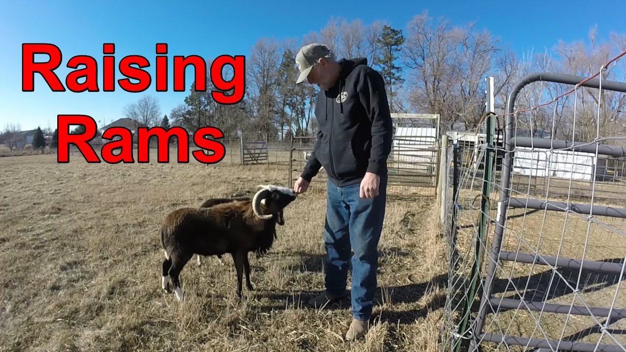 FCTS 47 Raising rams